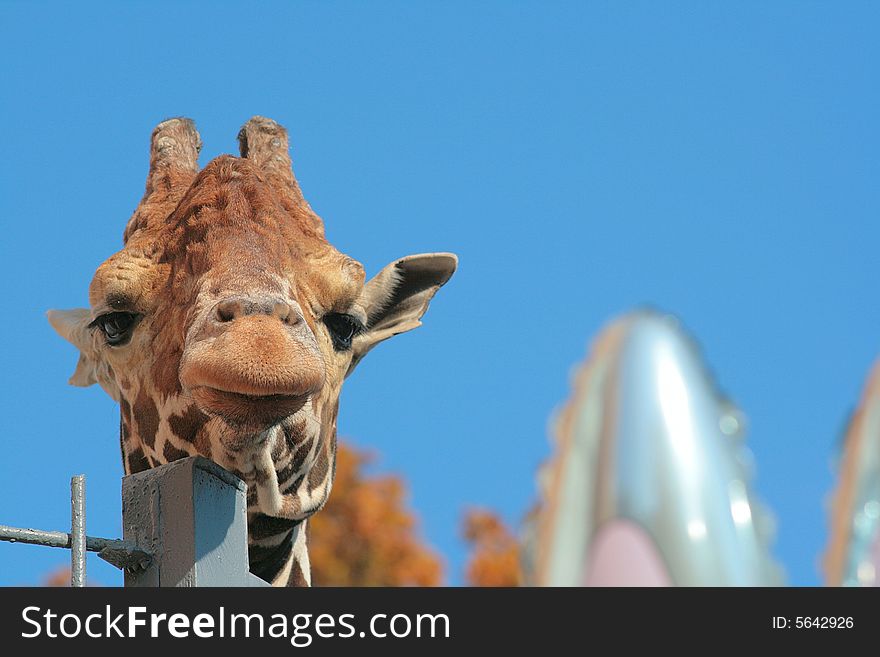 Loneliness Giraffe