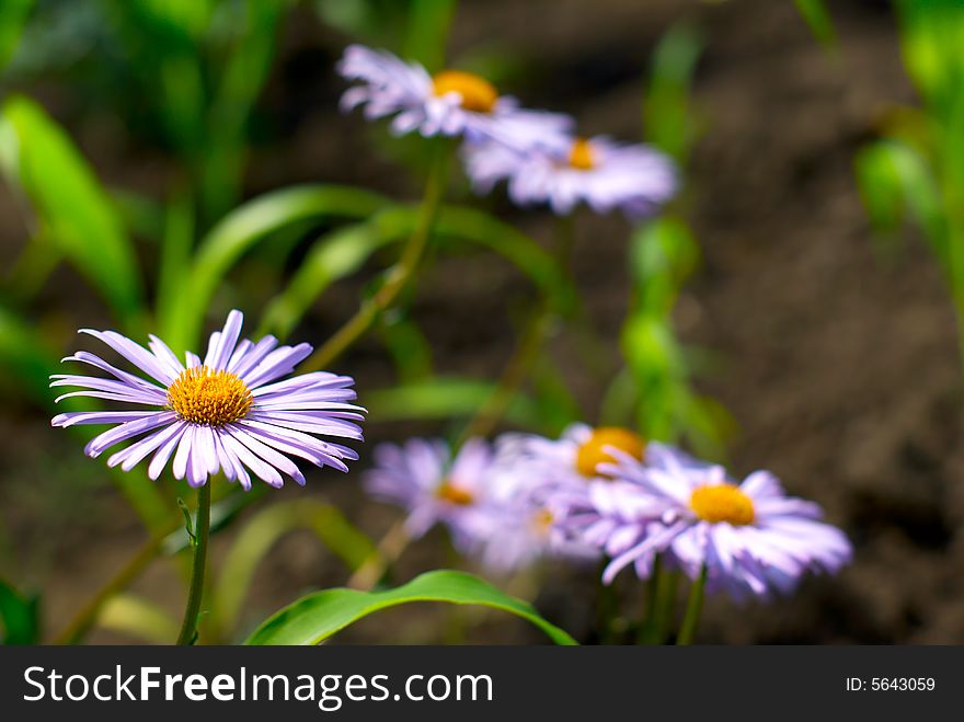 Violet flower camomile on background a green grass