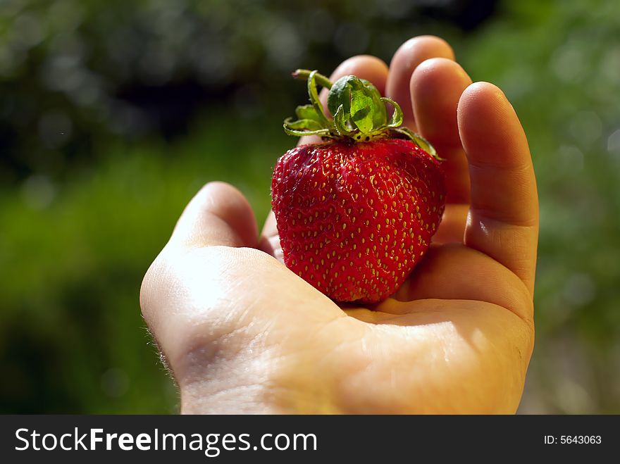 Strawberry lie on men hand in summer. Strawberry lie on men hand in summer