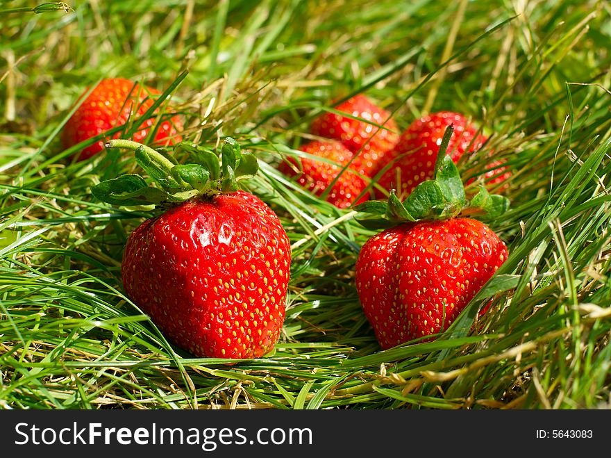 Strawberry lie on green herb in summer. Strawberry lie on green herb in summer