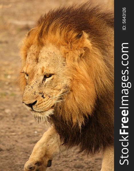 Lion in Sabi Sands Reserve, South Africa