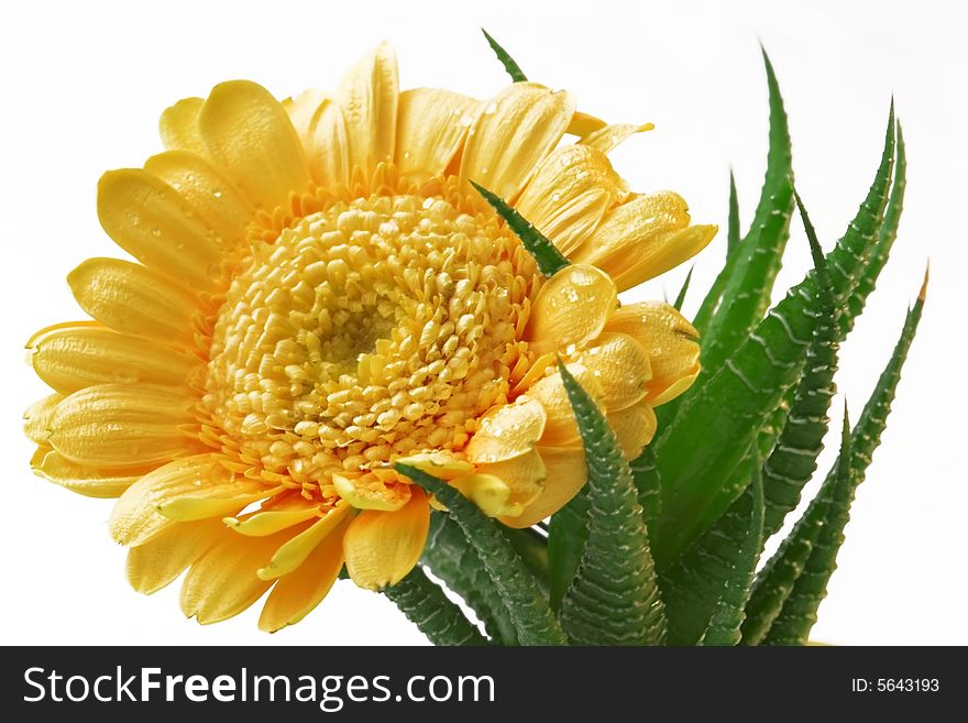 Gerber daisy into clutches of cactus - white background