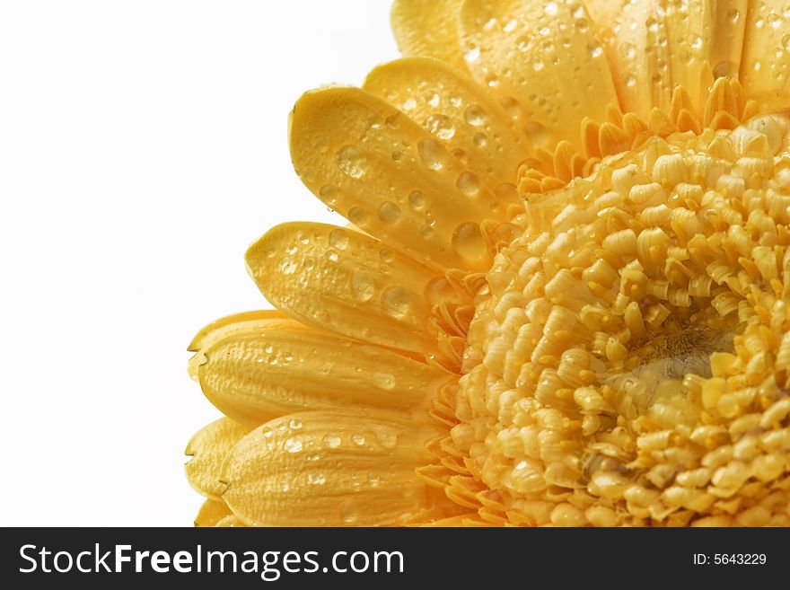 Gerber daisy with droplets on petals  isolated on white background