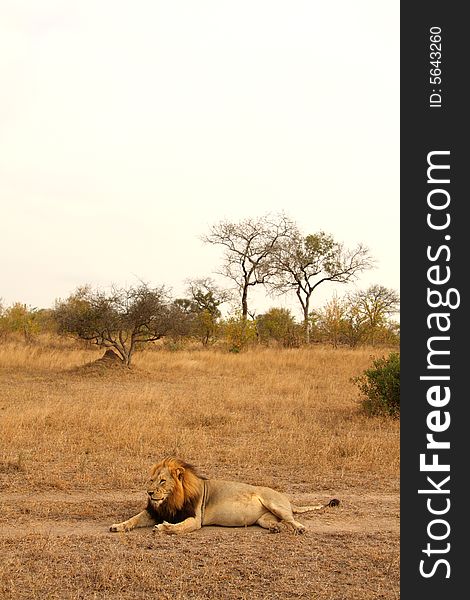 Lion in Sabi Sands Reserve, South Africa