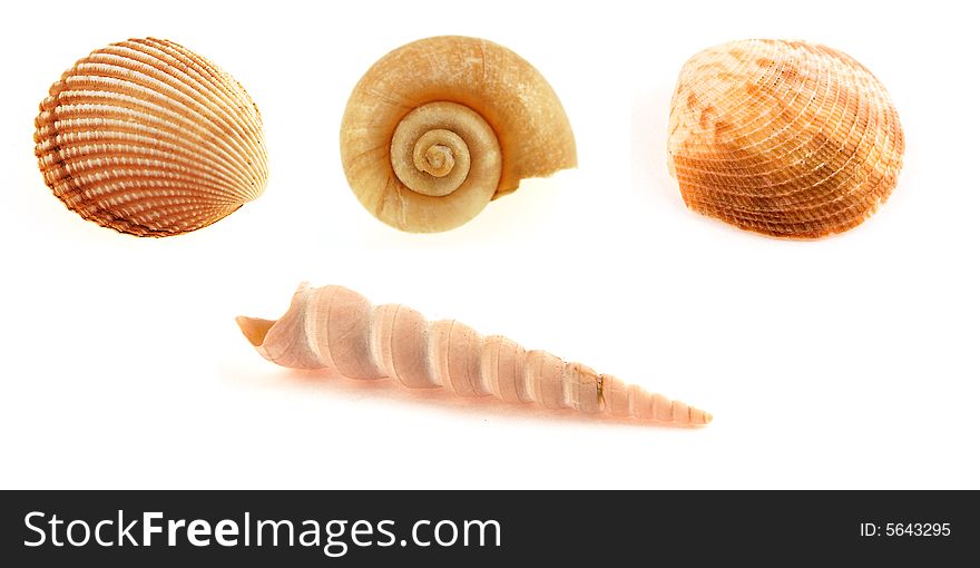 A collection of sea shells on a white background. Each shell can cropped individually.