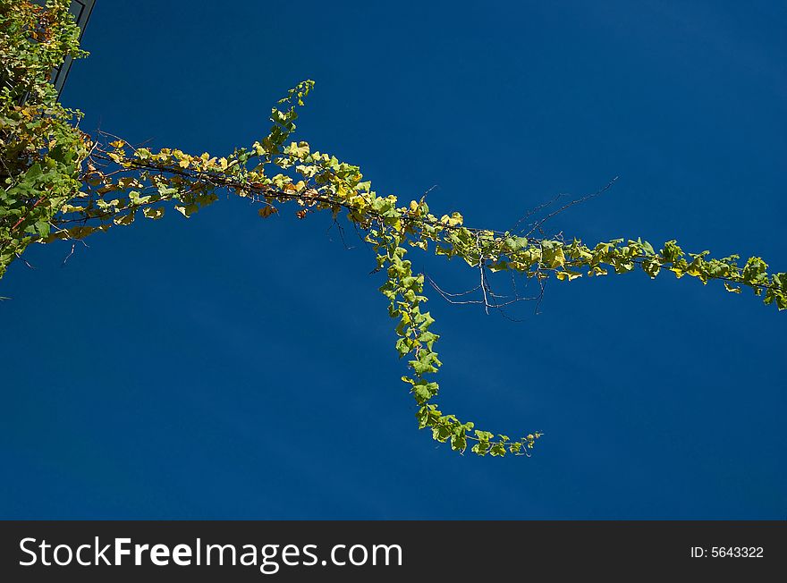 Wild grape on the blue sky background. Wild grape on the blue sky background