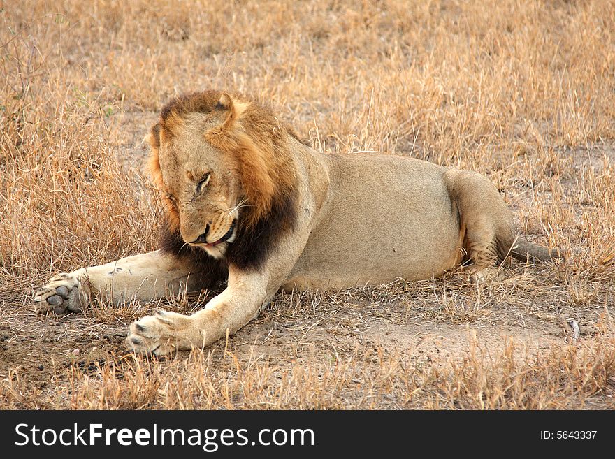 Lion In Sabi Sands