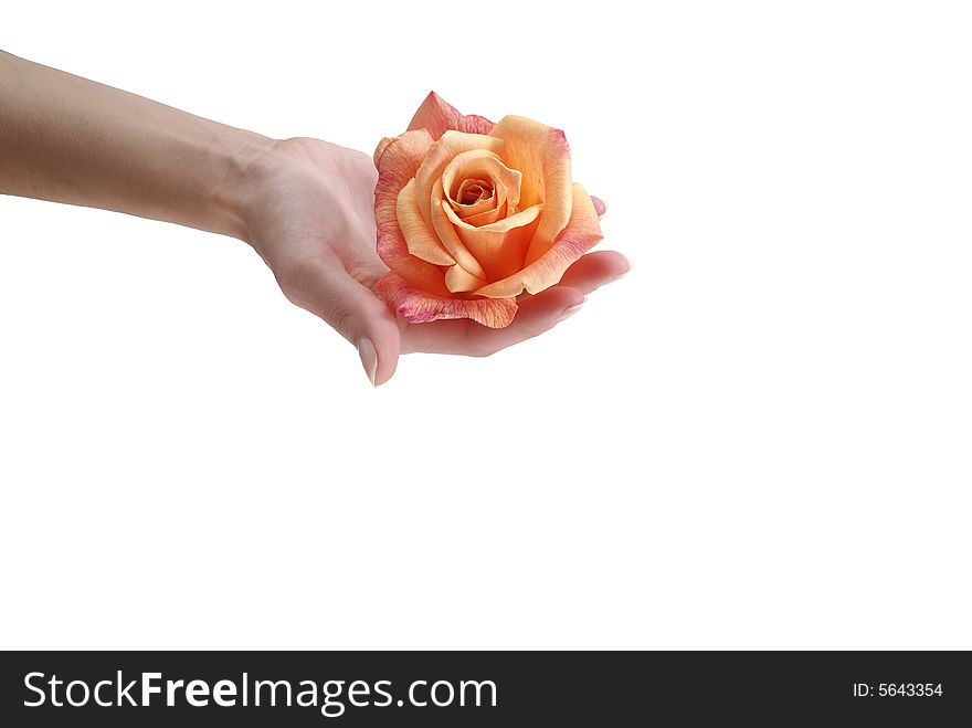Orange flower kept in a hand isolated on the white background