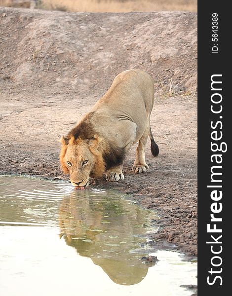 Lion In Sabi Sands