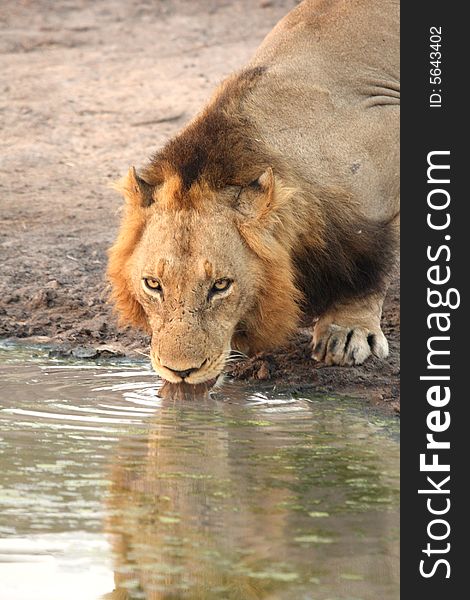 Lion In Sabi Sands