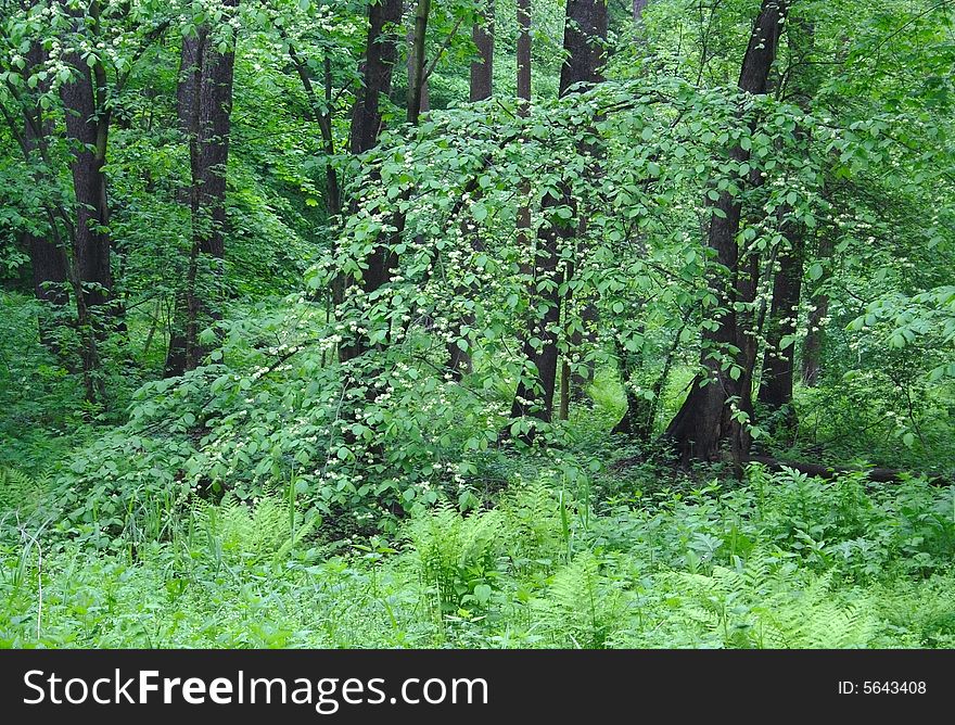 Forest landscape in the spring. Green background.