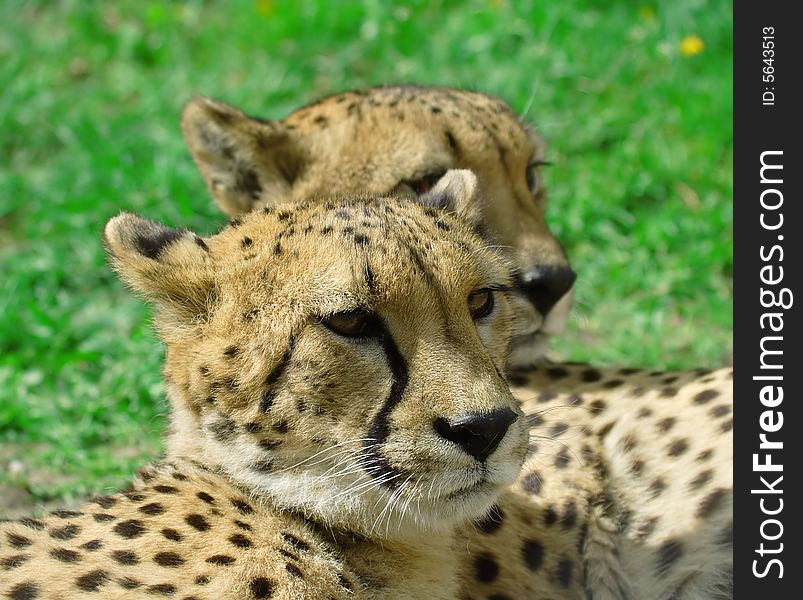 Cheetah over the grass background