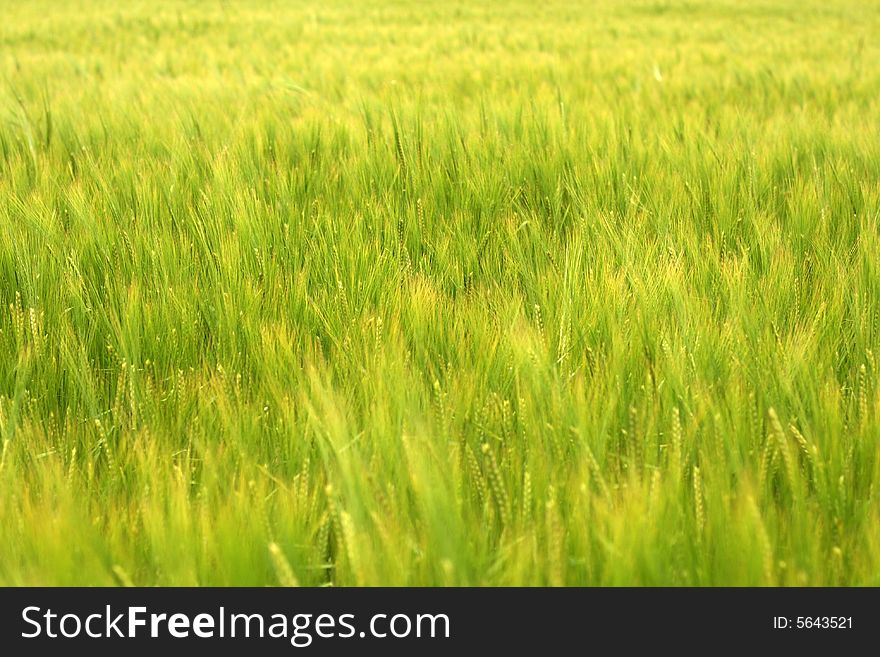 Green Background Of Corn