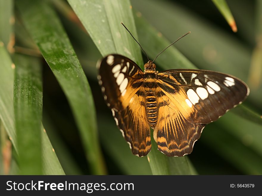 Closeup of beautiful tropical butterfly