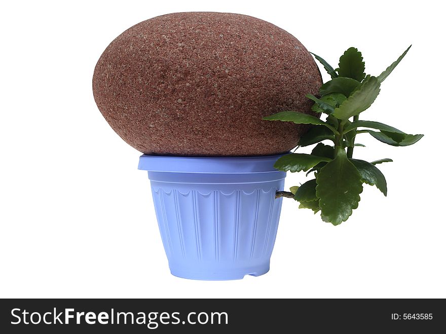 Stone on the flowerpot and flower isolated on the white background. Stone on the flowerpot and flower isolated on the white background