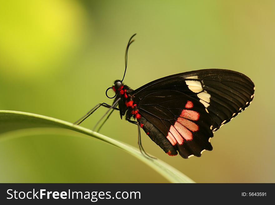 Closeup of beautiful tropical butterfly