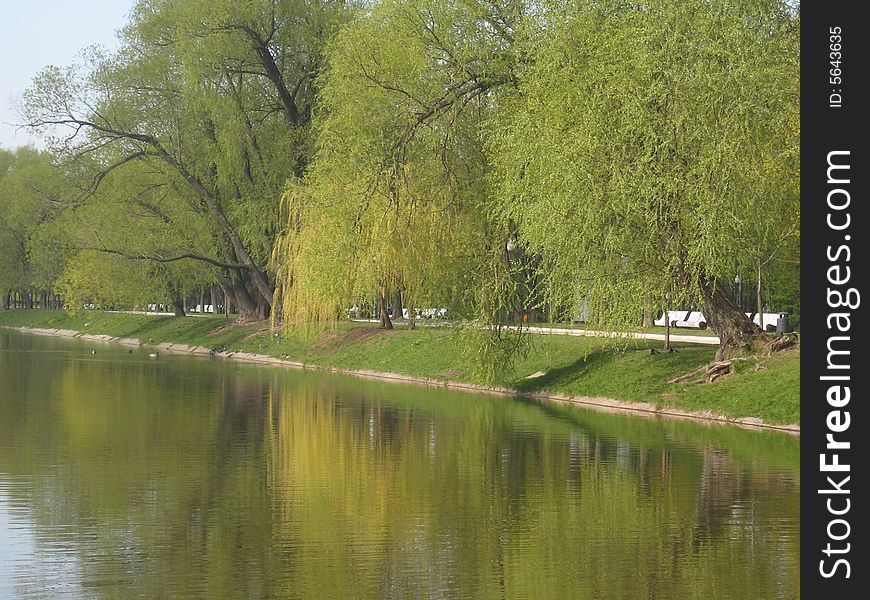 Willows And Lake, Spring