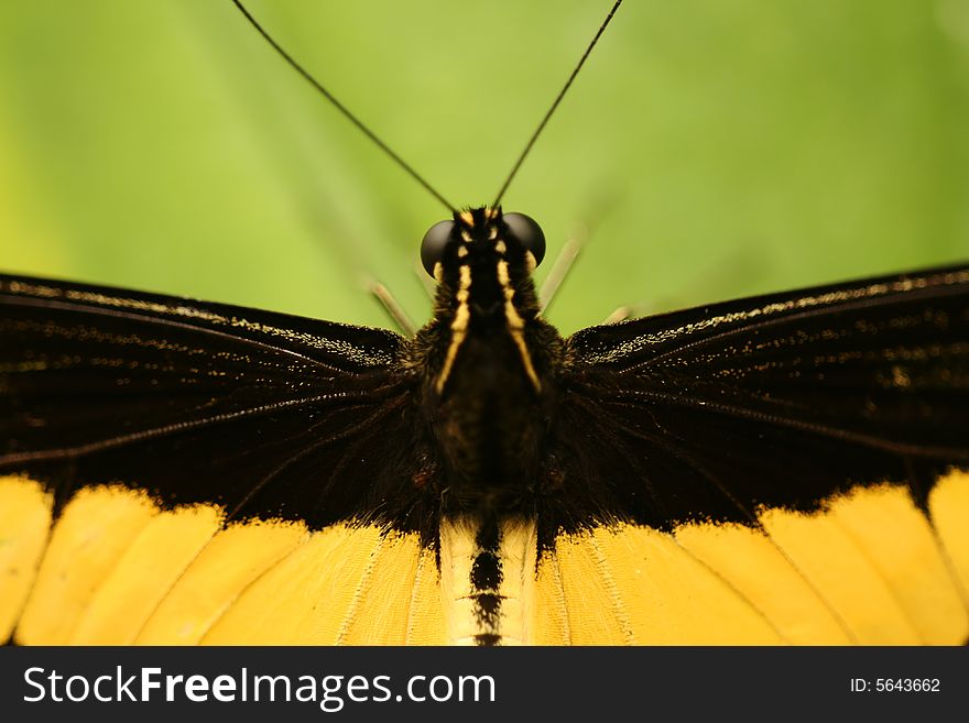 Closeup of head of tropical butterfly with antennae