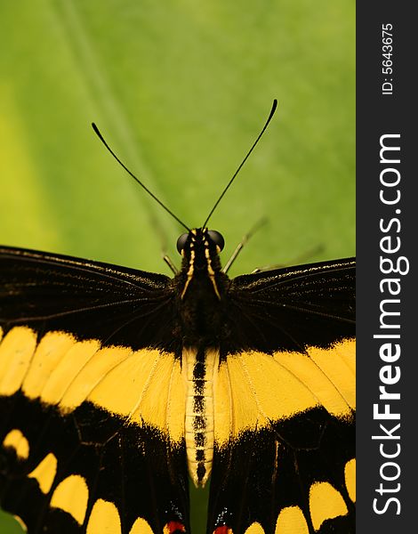 Closeup of head of tropical butterfly with antennae