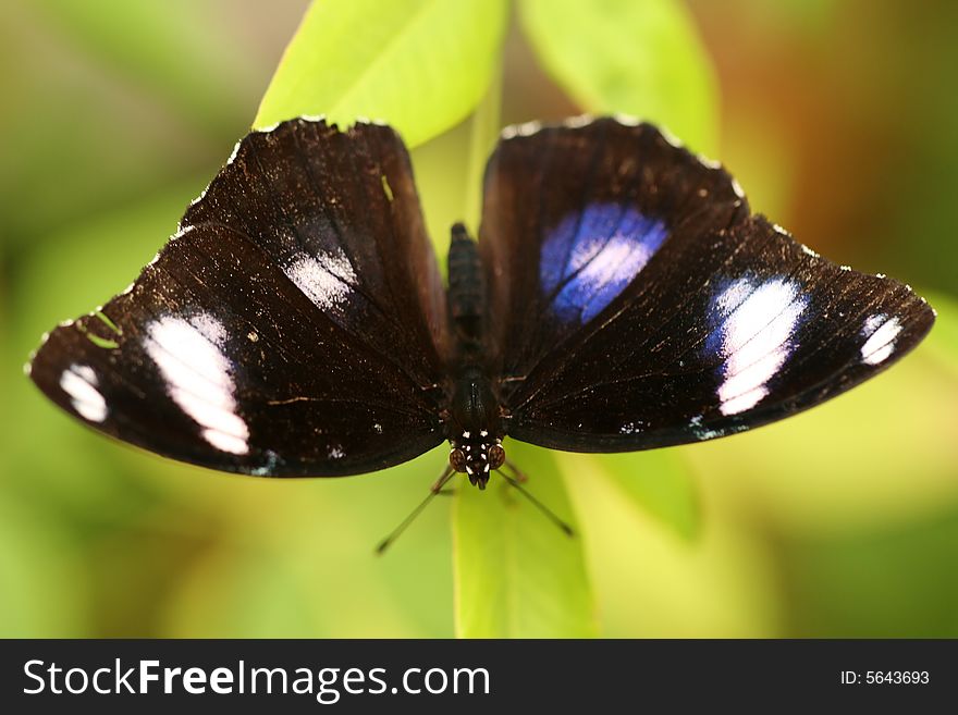 Closeup of beautiful tropical butterfly. Closeup of beautiful tropical butterfly