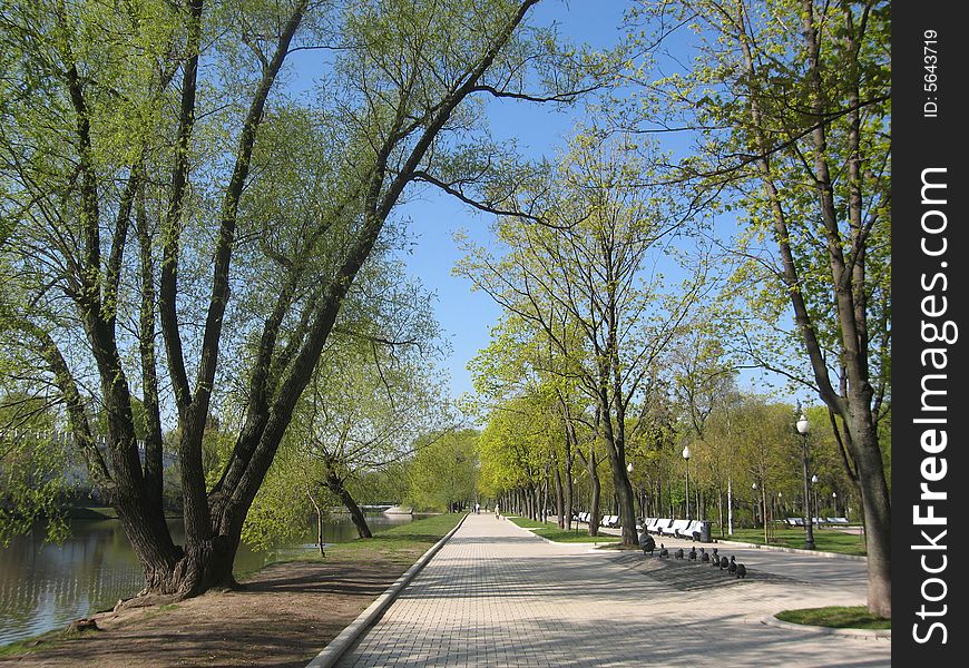 Alley with green trees in park in spring. Alley with green trees in park in spring.