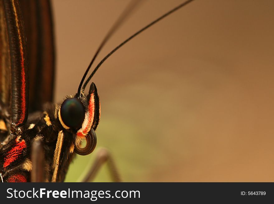 Extreme closeup of head of tropical butterfly with antennae. Extreme closeup of head of tropical butterfly with antennae