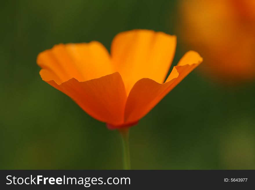 Closeup of beautiful orange poppy