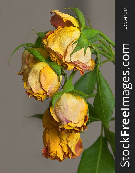 Branch of dried up orange roses on gray background. Branch of dried up orange roses on gray background