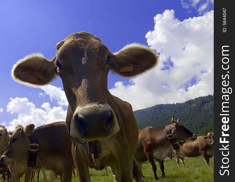Cows grazed in a meadow of mountain