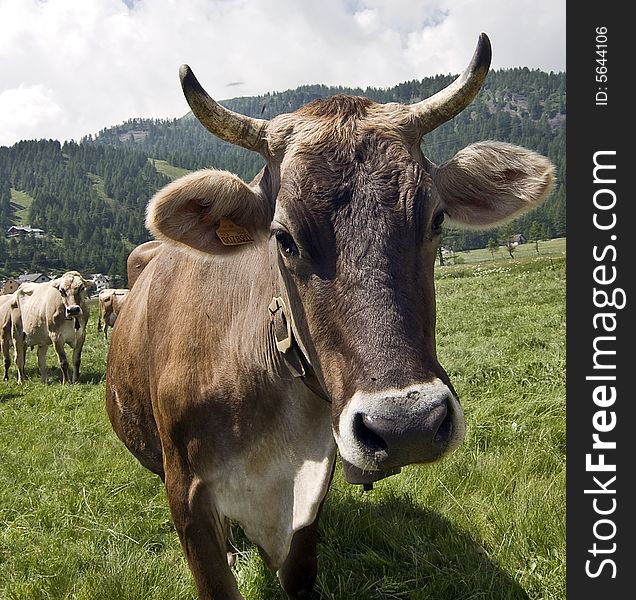 Cows grazed in a meadow of mountain