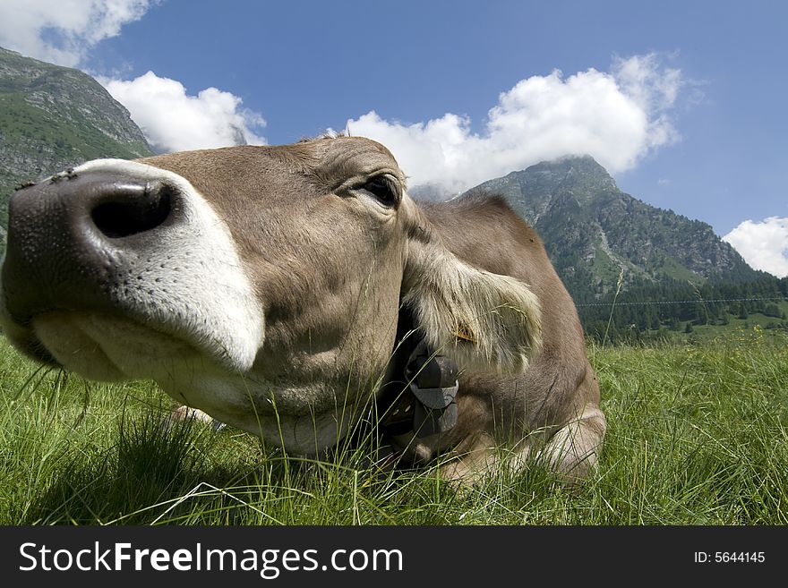 Cows grazed in a meadow of mountain