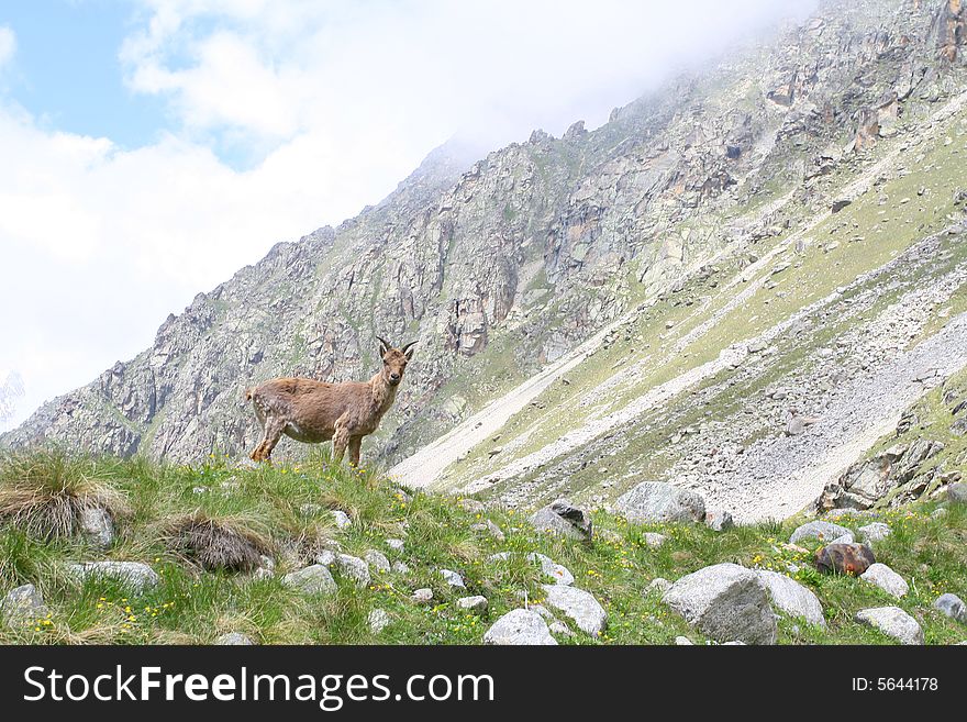 Caucasus mountain, snow top, bezengi, mountain goat