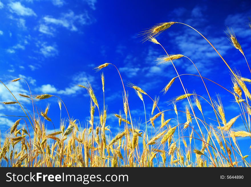 An image of a golden field under blue sky with white clouds. An image of a golden field under blue sky with white clouds