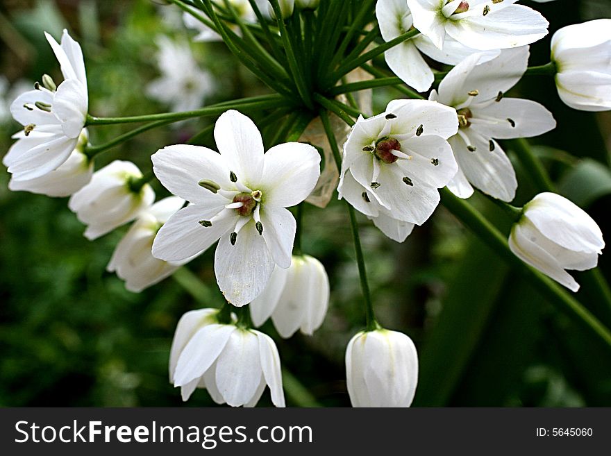 Blooming of white small flowers. Blooming of white small flowers