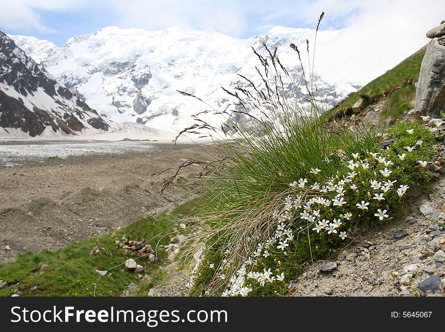 Flowers are in mountains, Caucasus mountain, snow top, bezengi