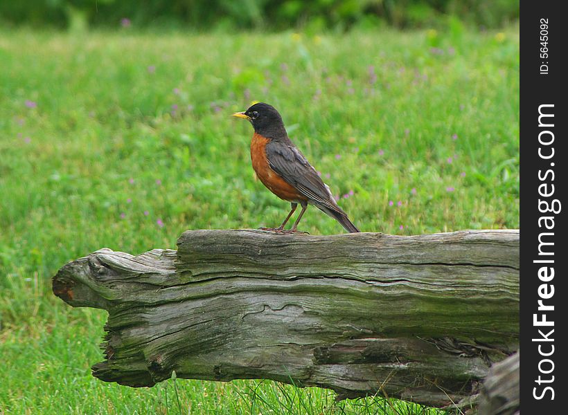 Robin stand on a log t the Meadowland