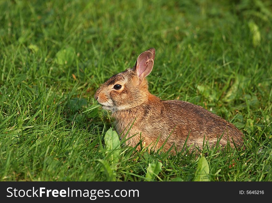 Wild rabbit eating weeds in the lawn