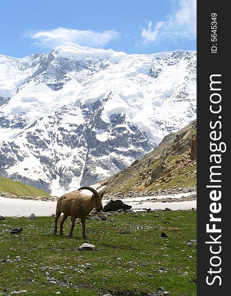 Mountain goat, Caucasus mountain, bezengi