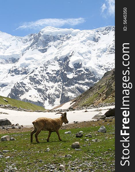 Mountain goat, Caucasus mountain, bezengi