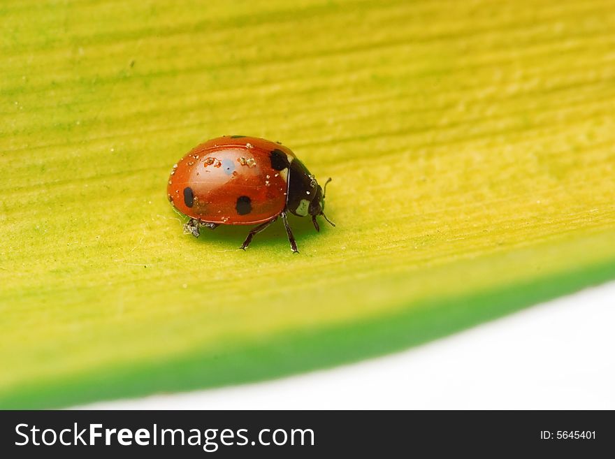 Ladybug walking on a leaf