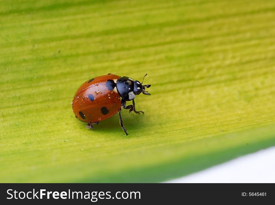 Ladybug Walking On A Leaf