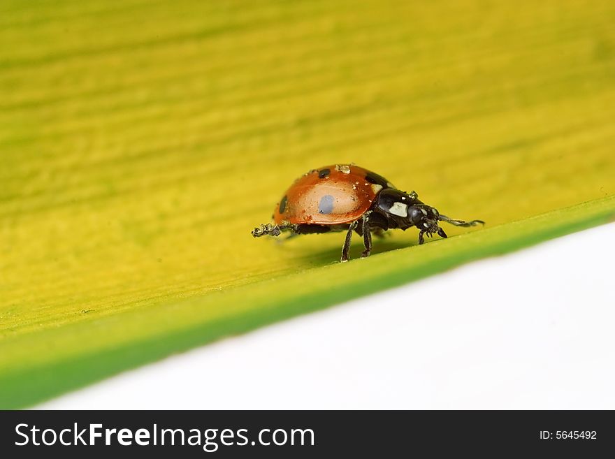 Ladybug walking on a leaf