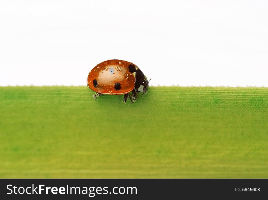 Ladybug Walking On A Leaf