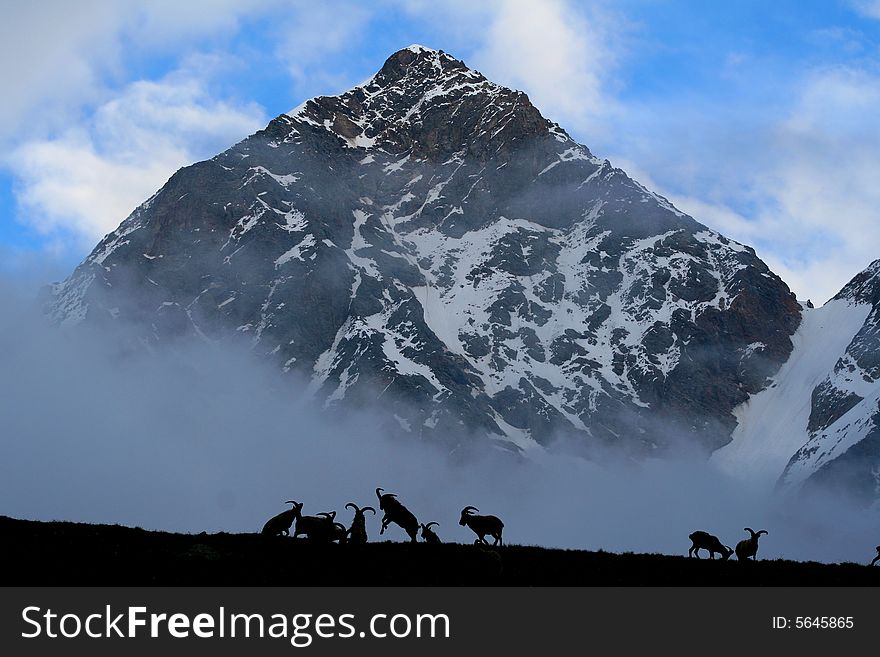 Caucasus mountain, mountain goat, bezengi