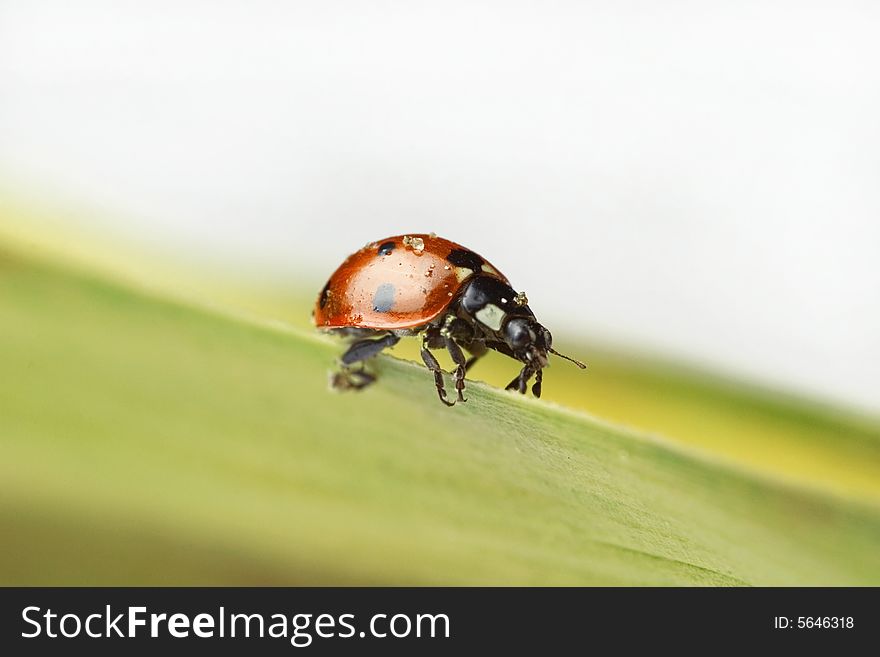 Ladybug walking on a leaf - white background
