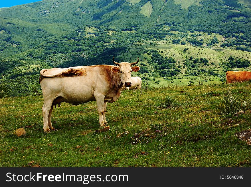 A white cow in the mountain landscape