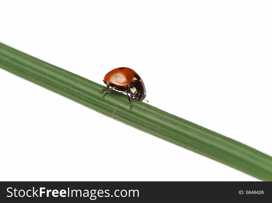 Ladybug walking on a leaf