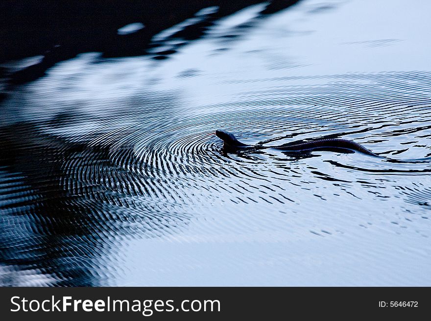 Copperhead snake gliding across a lake making ripples. Copperhead snake gliding across a lake making ripples