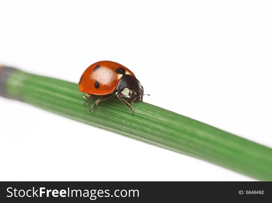 Ladybug walking on a leaf