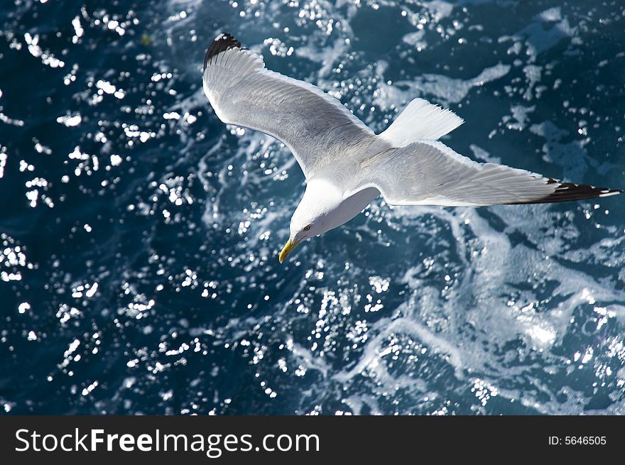 Photo of seagull in flight